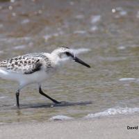 Calidris
