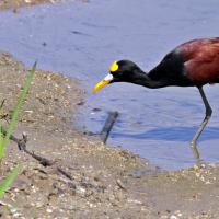 Comingesa 4597 Jacana Spinosa