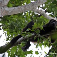Comingesa 4826 Alouatta Palliata