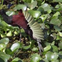 Gallito De Agua