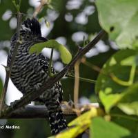 Garim 4402 Thamnophilus Doliatus