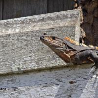 Garim 4475 Ctenosaura Similis