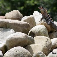 Garim 4483 Ctenosaura Similis