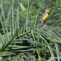Biodiversidad