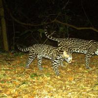 Cortesia Franklin Castañeda & PANTHERA